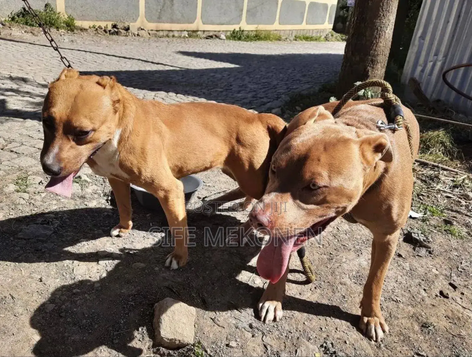 1-3 months Male Purebred American Pit Bull Terrier