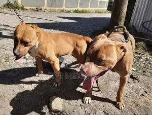 1-3 months Male Purebred American Pit Bull Terrier