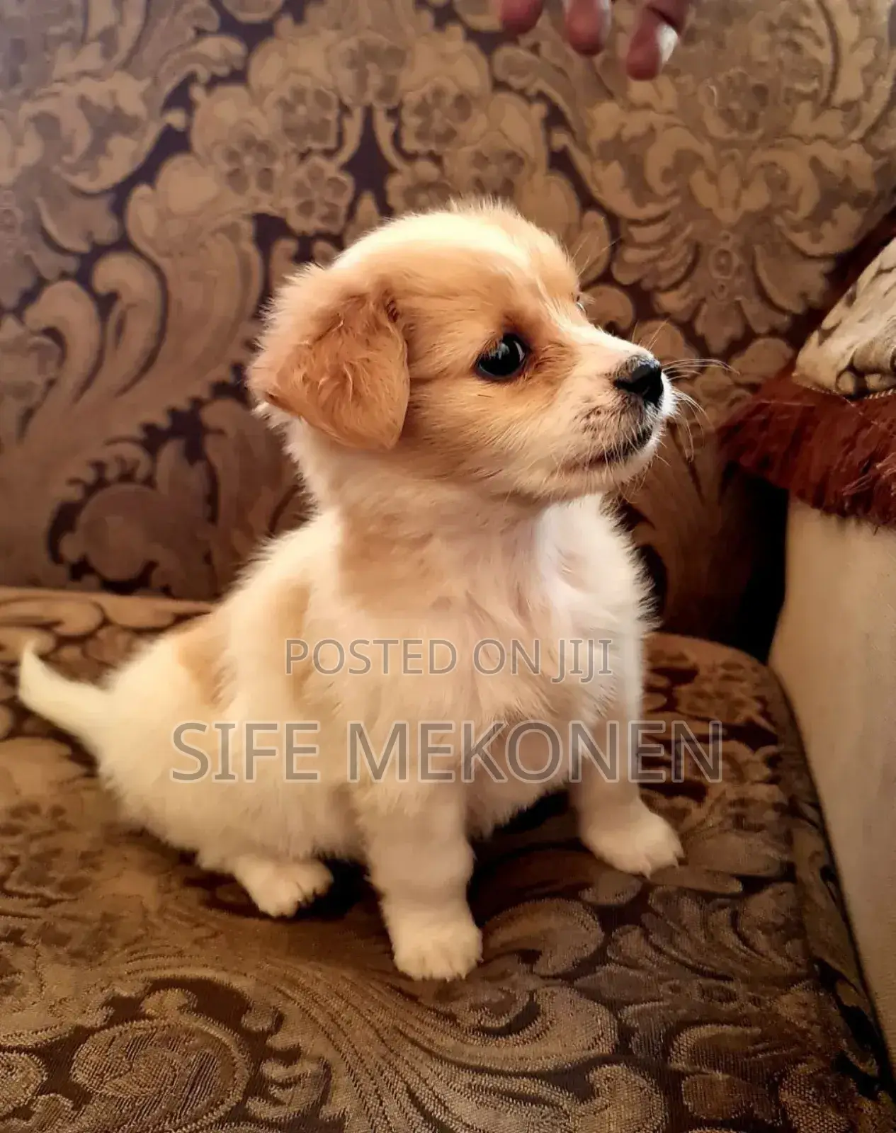 1-3 months Male Purebred Maltese