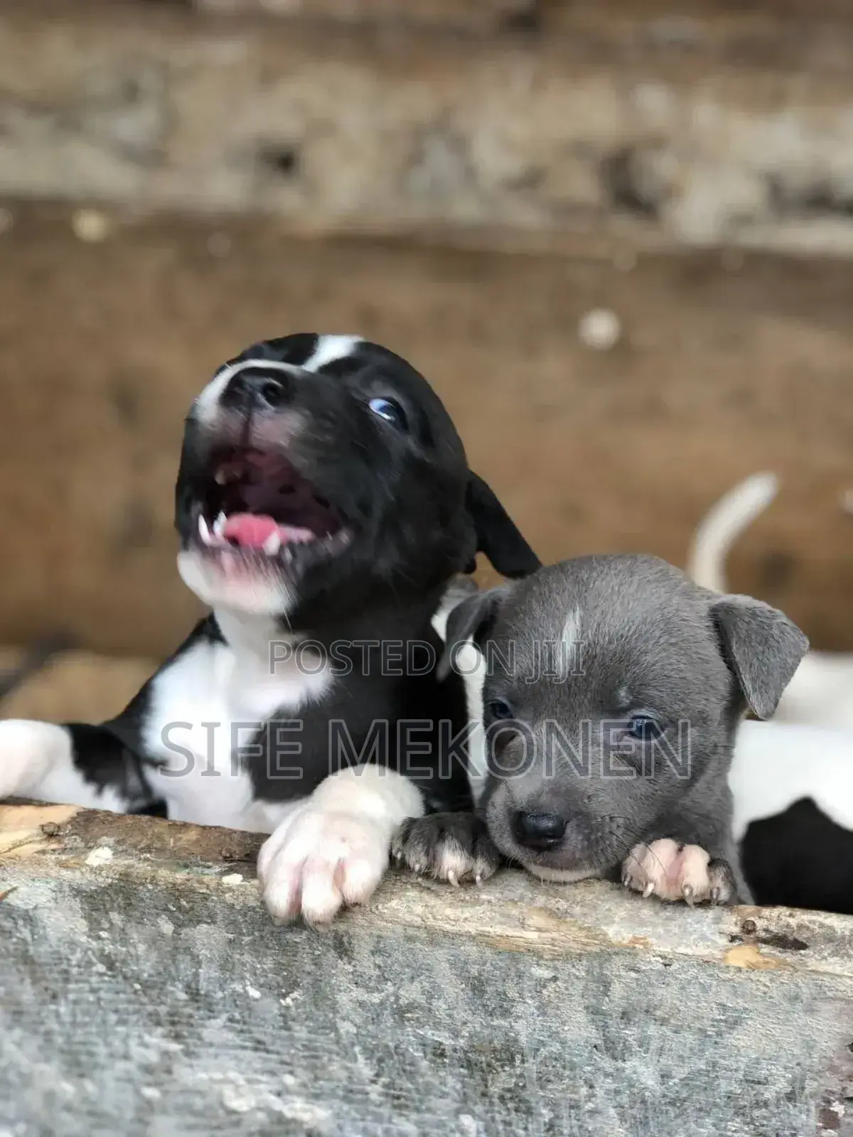 1-3 months Male Purebred American Pit Bull Terrier