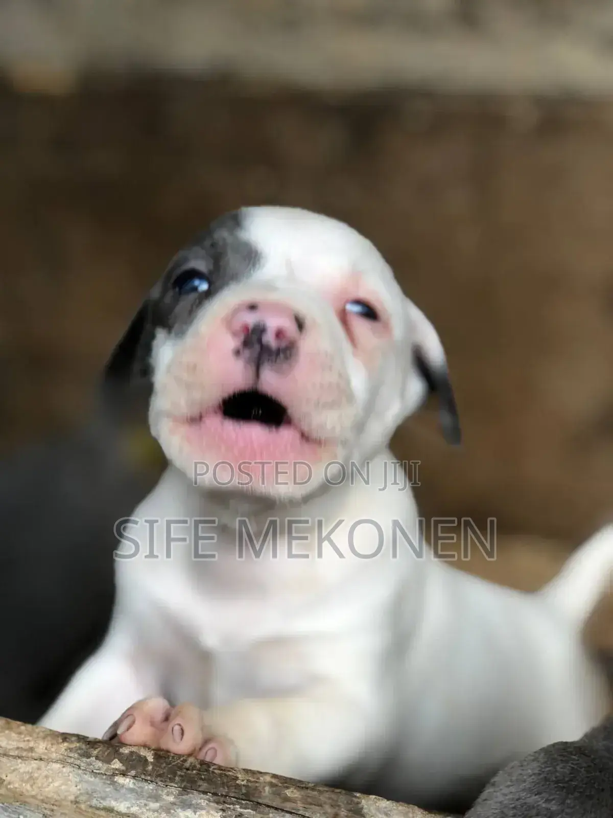 1-3 months Male Purebred American Pit Bull Terrier