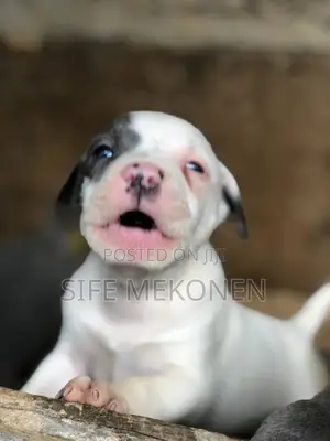1-3 months Male Purebred American Pit Bull Terrier