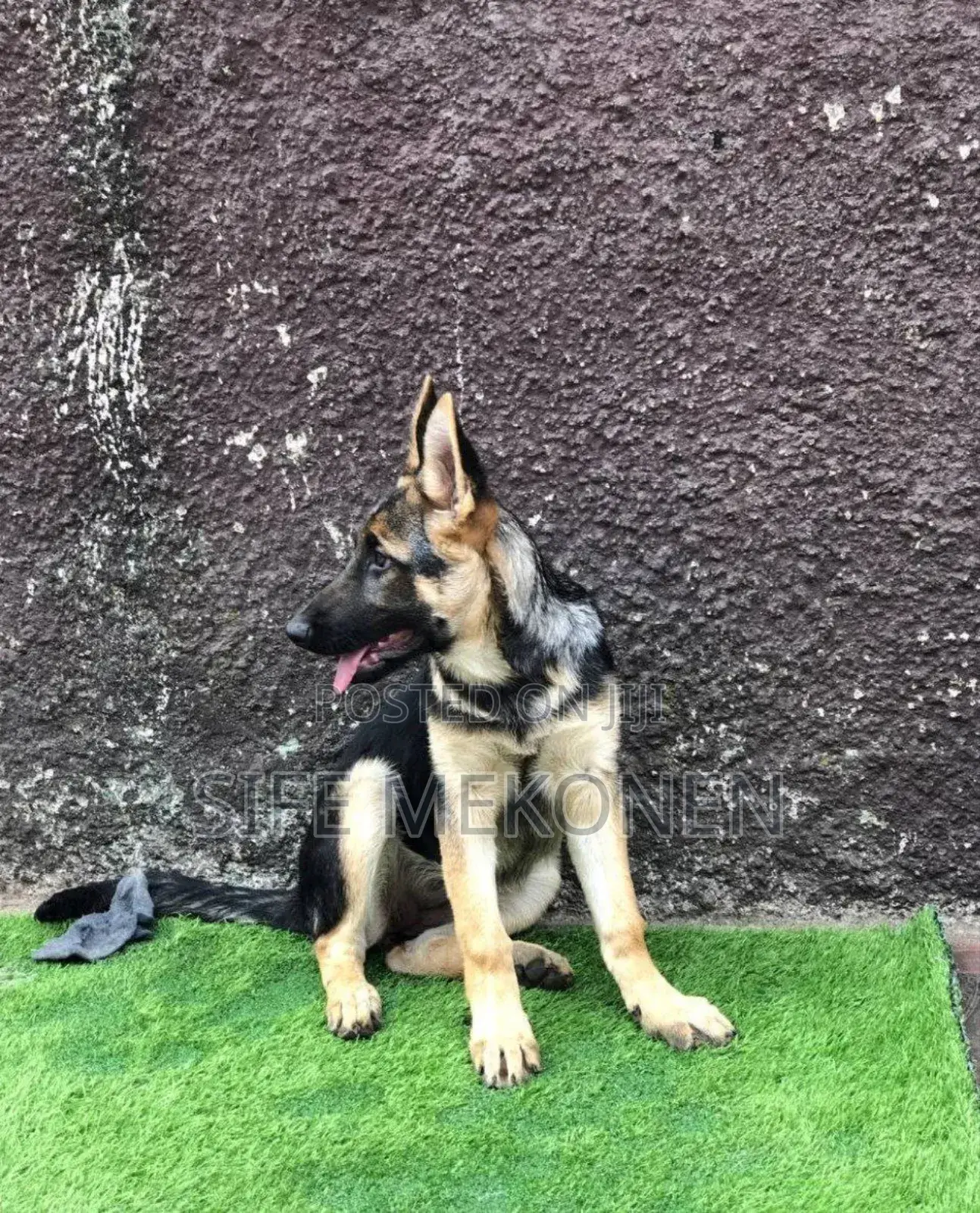 1-3 months Male Purebred German Shepherd
