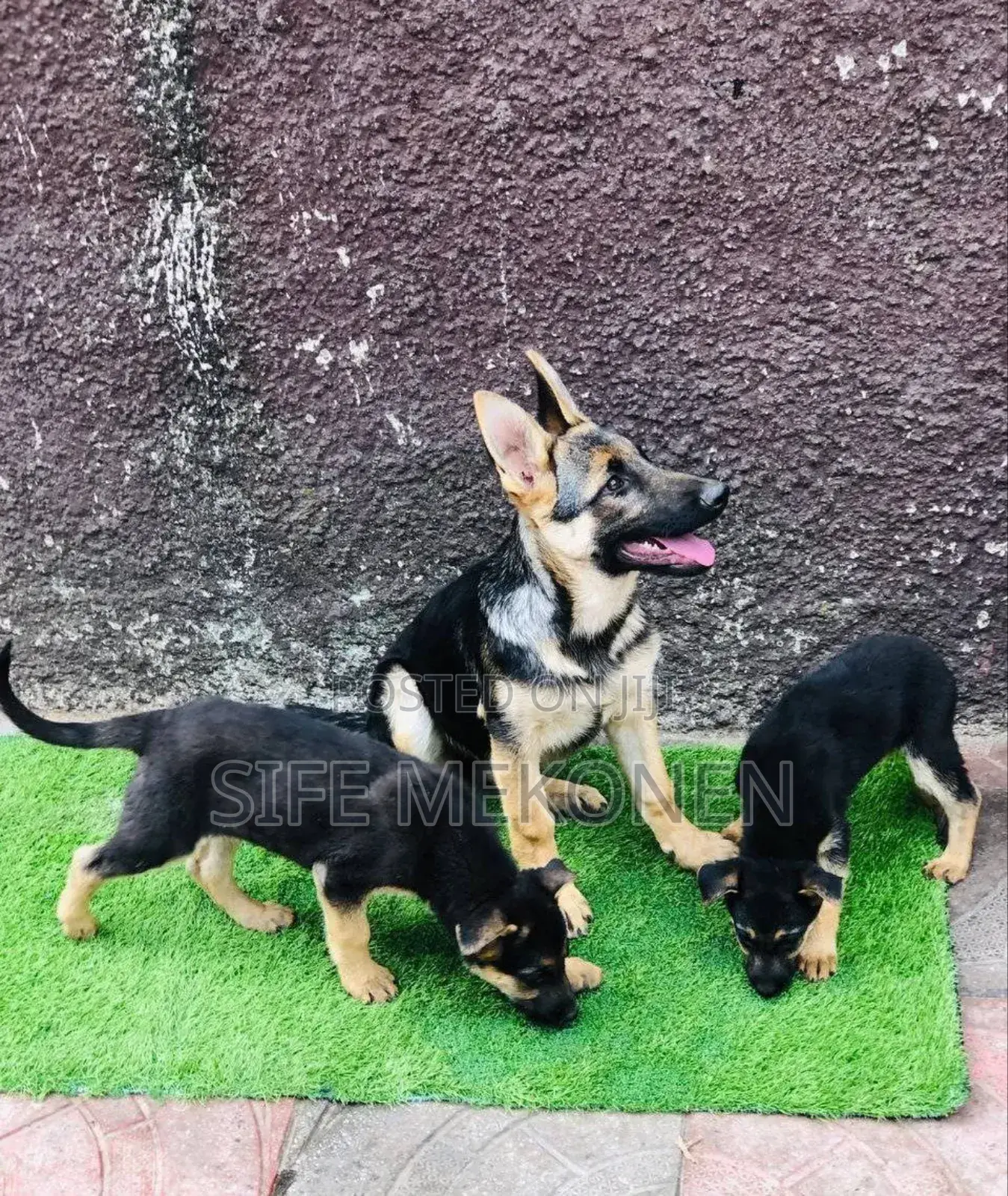 1-3 months Male Purebred German Shepherd