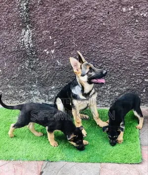 Photo - 1-3 months Male Purebred German Shepherd