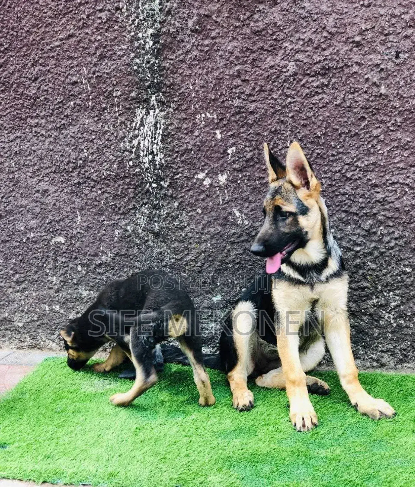 1-3 months Male Purebred German Shepherd