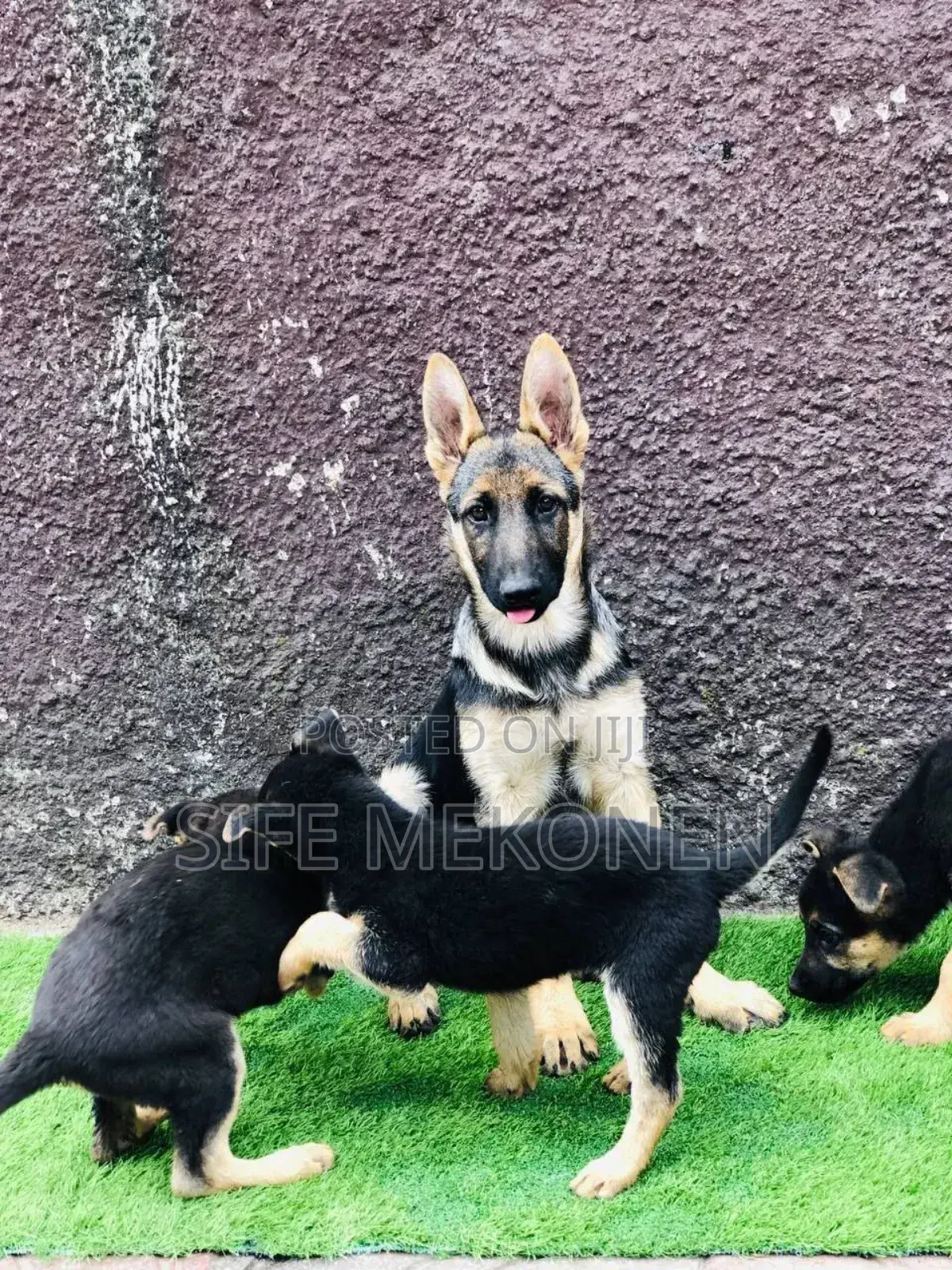 1-3 months Male Purebred German Shepherd
