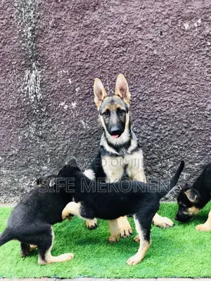 1-3 months Male Purebred German Shepherd