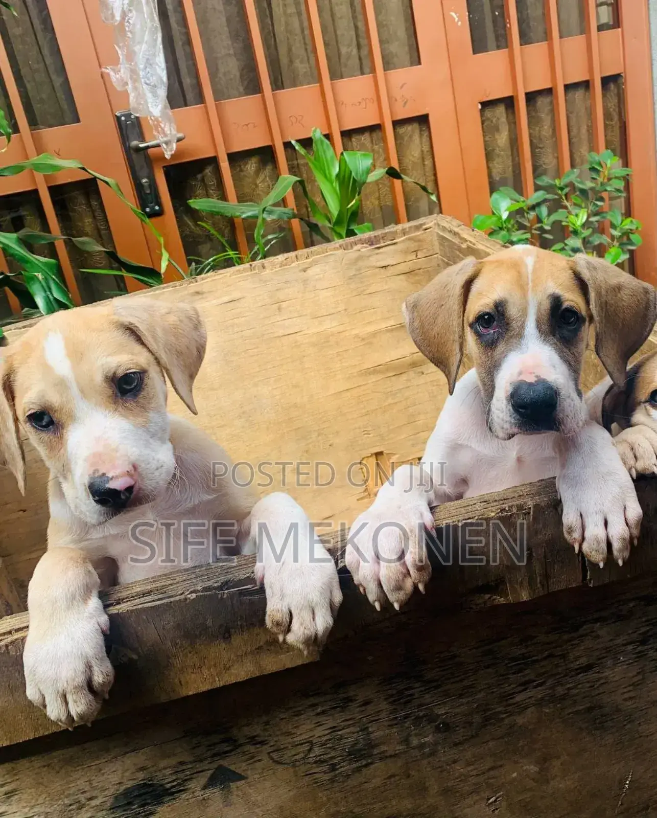 1-3 months Male Purebred Great Dane