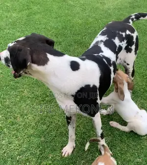 1-3 months Male Purebred Great Dane
