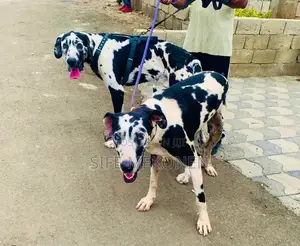 Photo - 1-3 months Male Purebred Great Dane