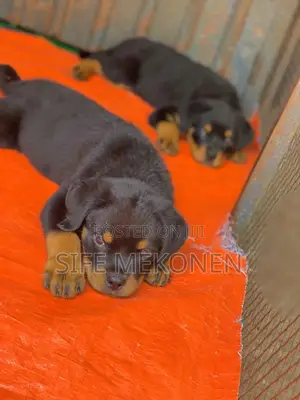 1-3 months Male Purebred Rottweiler