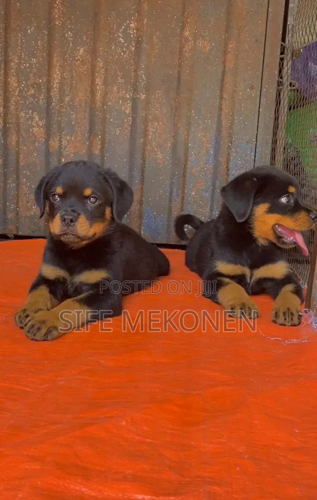 1-3 months Male Purebred Rottweiler