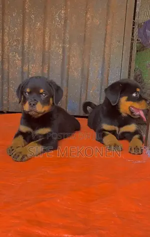 Photo - 1-3 months Male Purebred Rottweiler