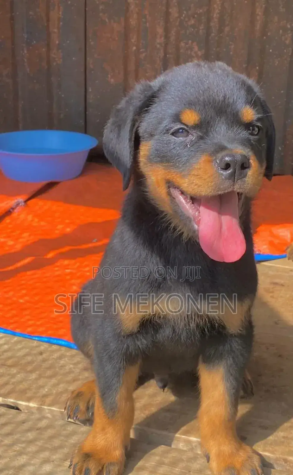 1-3 months Male Purebred Rottweiler