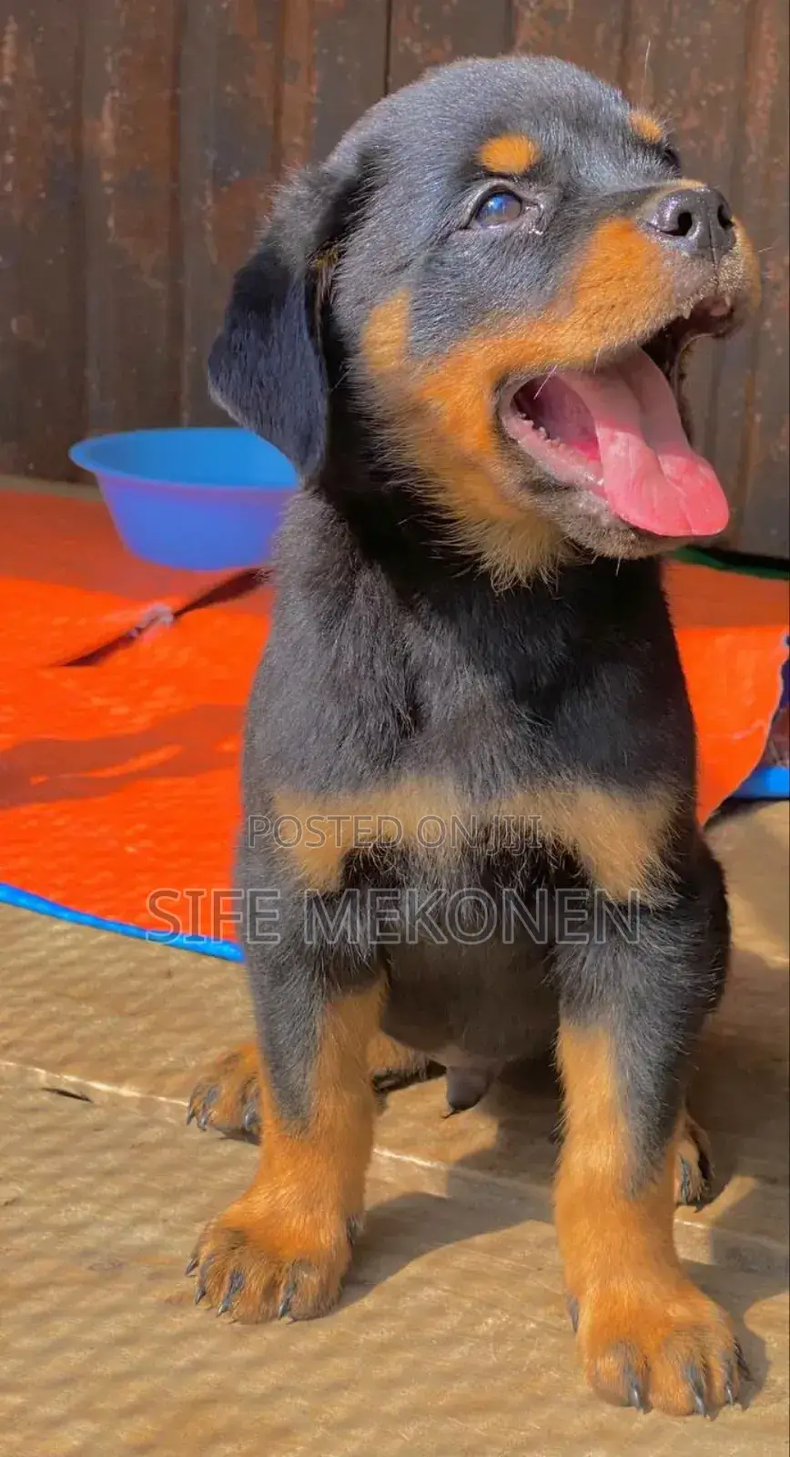 1-3 months Male Purebred Rottweiler