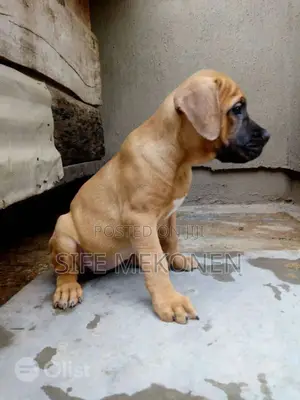 Photo - 1-3 months Male Purebred Bullmastiff