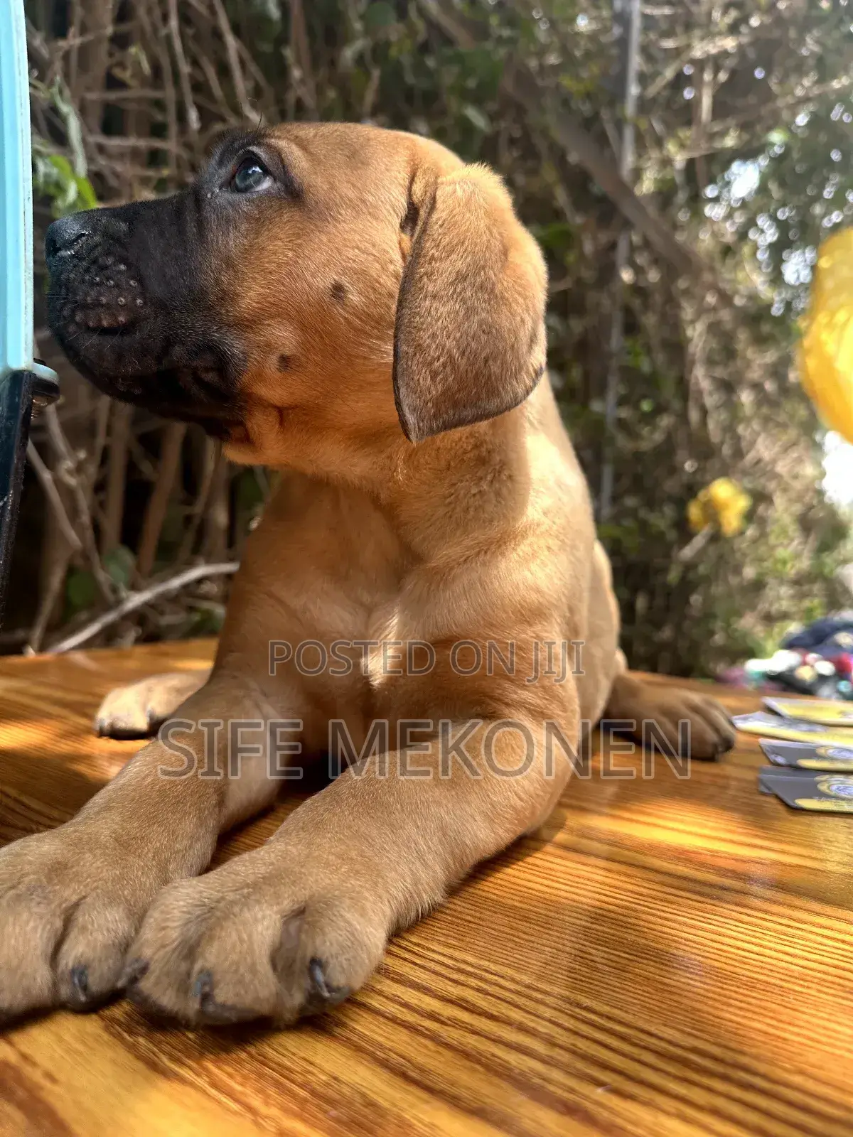 1-3 months Male Purebred Bullmastiff