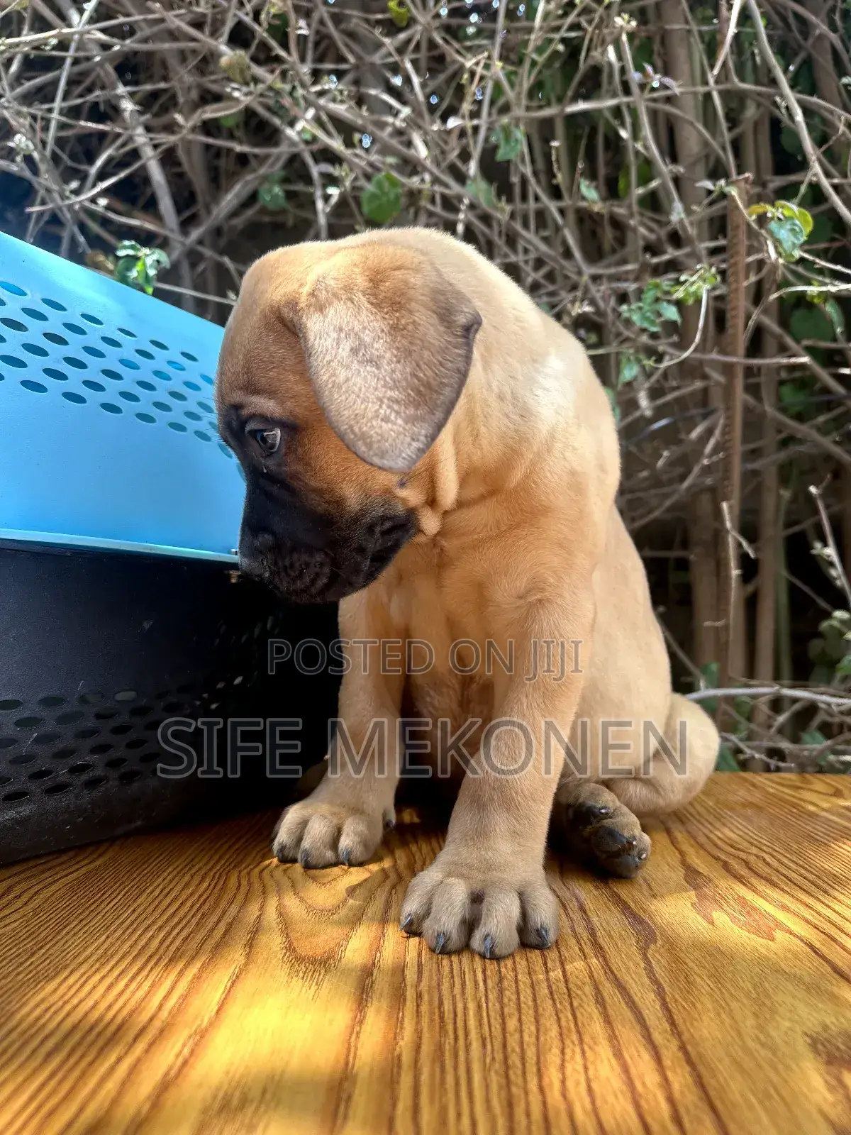 1-3 months Male Purebred Bullmastiff