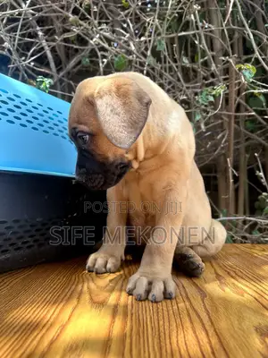 1-3 months Male Purebred Bullmastiff
