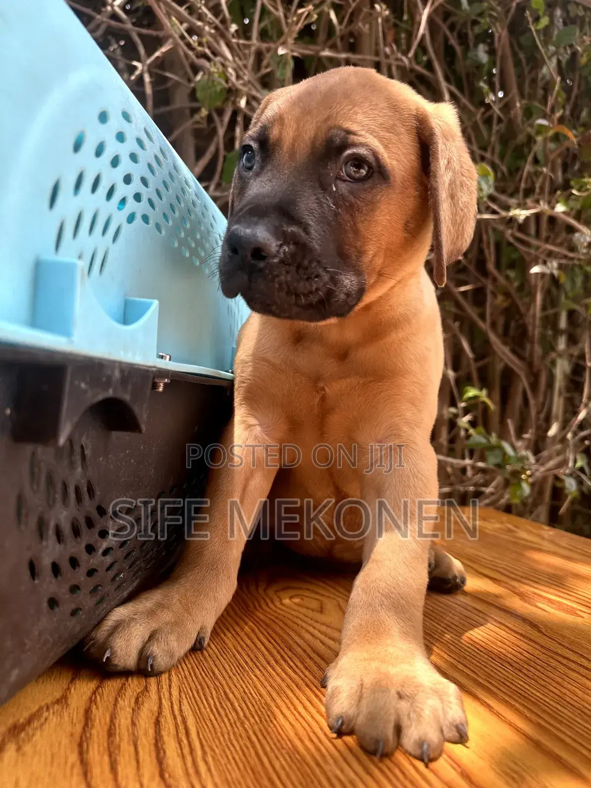 1-3 months Male Purebred Bullmastiff