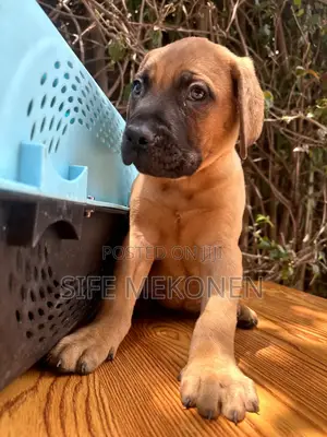 Photo - 1-3 months Male Purebred Bullmastiff