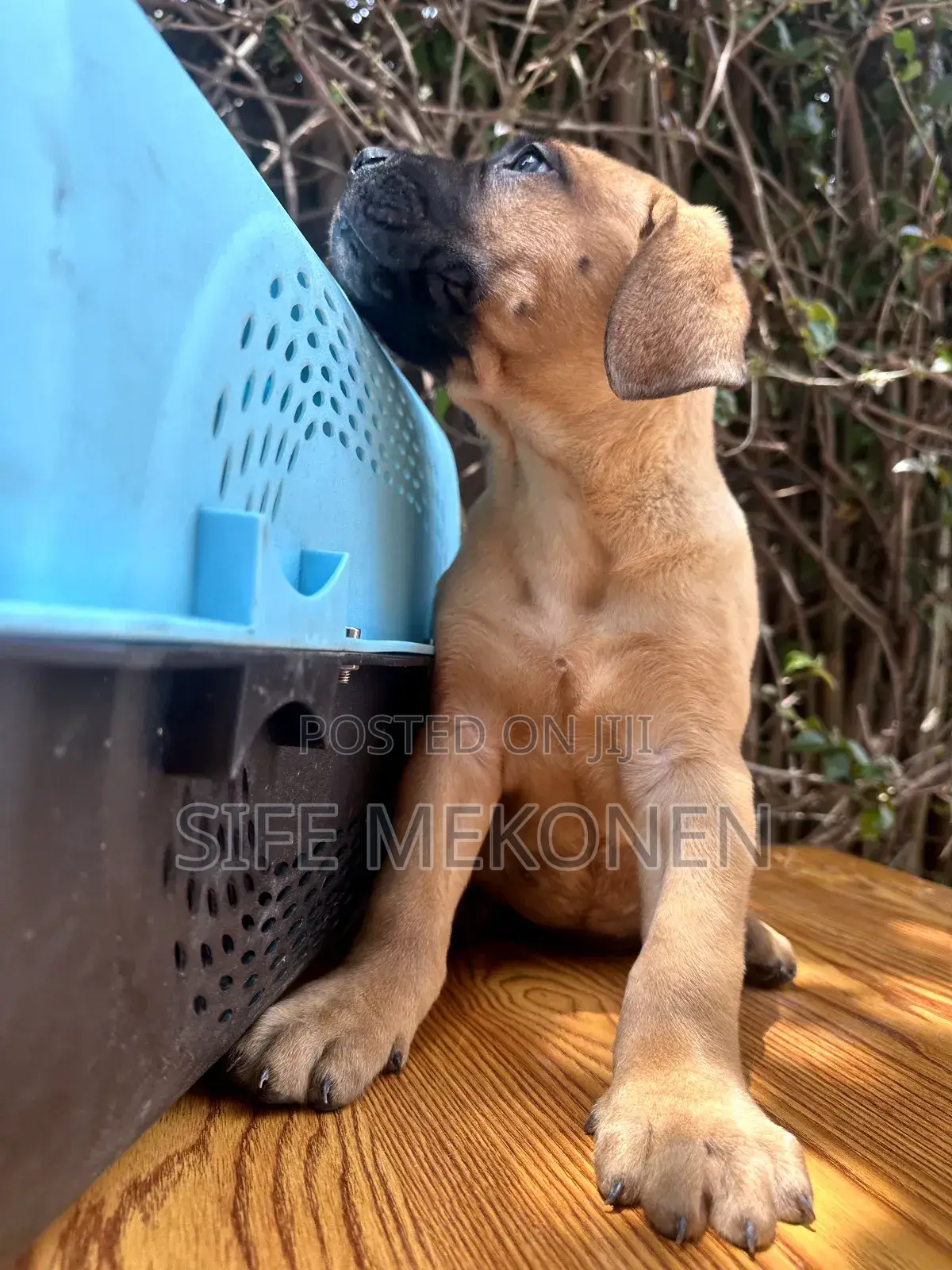 1-3 months Male Purebred Bullmastiff