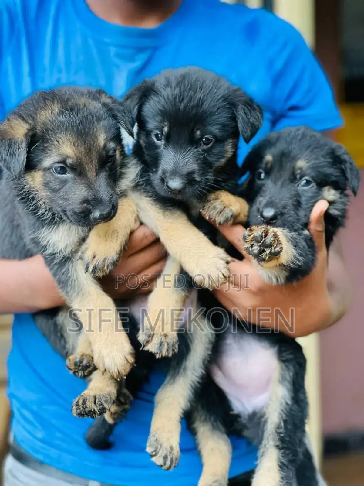 1-3 months Male Purebred German Shepherd