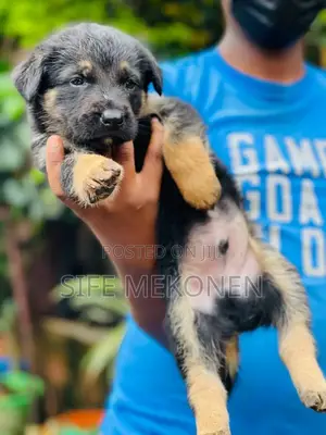1-3 months Male Purebred German Shepherd