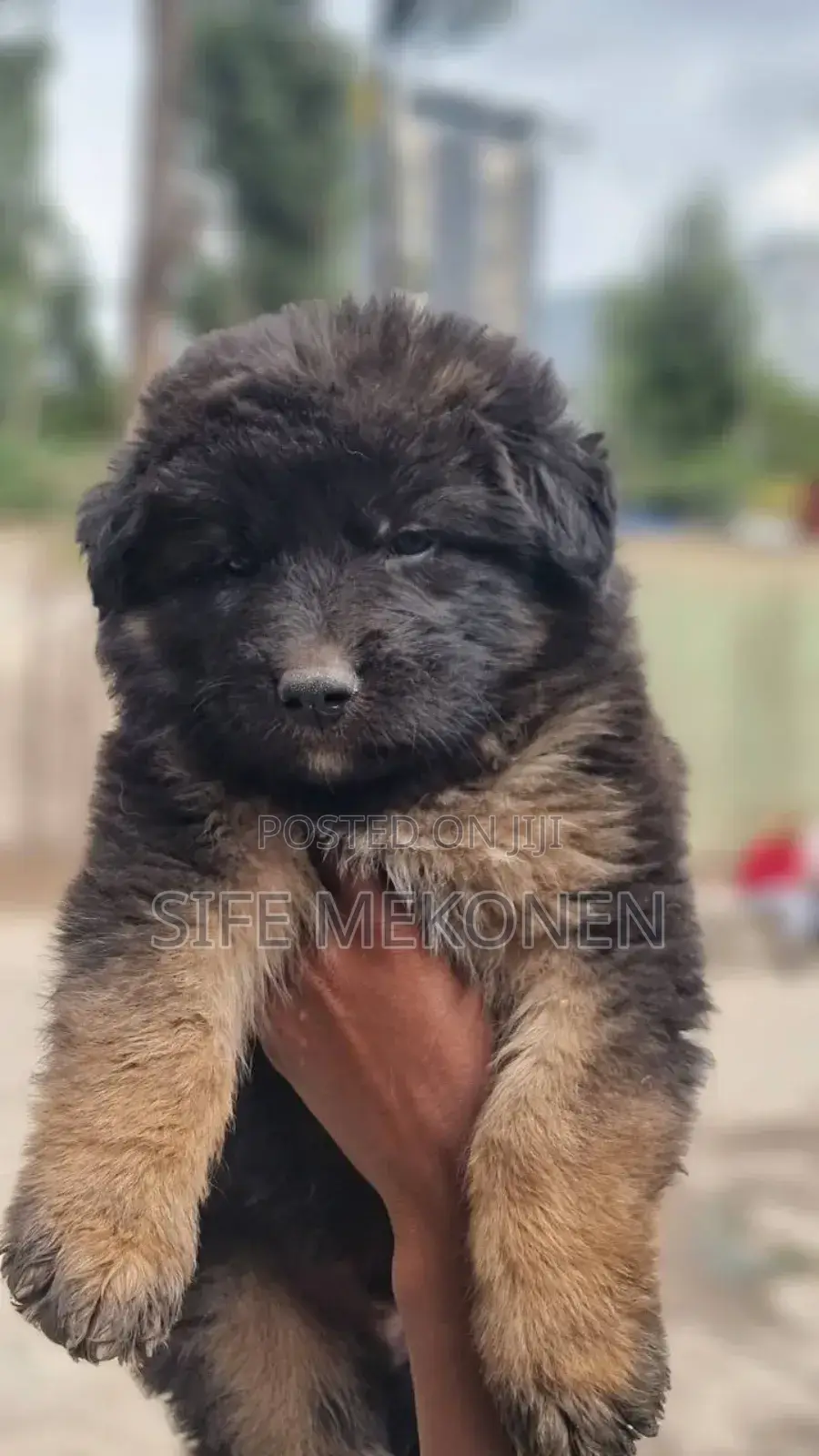1-3 months Male Purebred German Shepherd