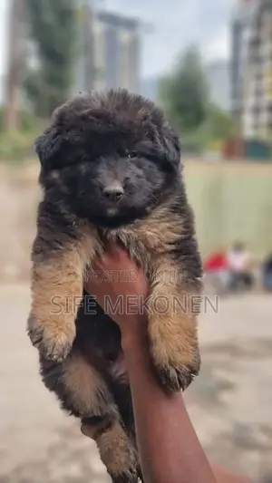 1-3 months Male Purebred German Shepherd