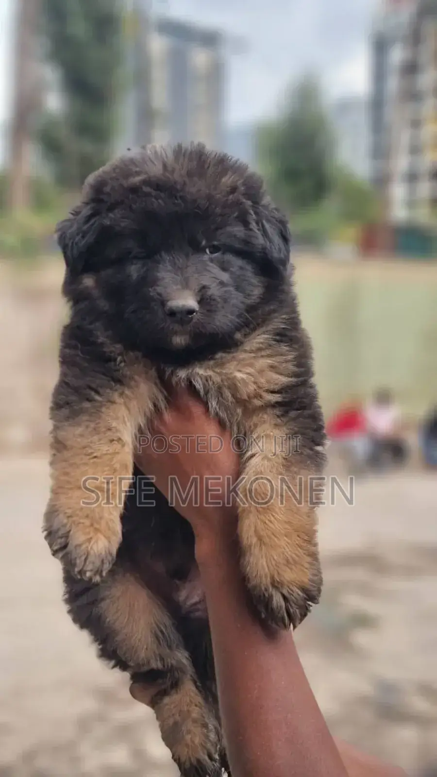 1-3 months Male Purebred German Shepherd