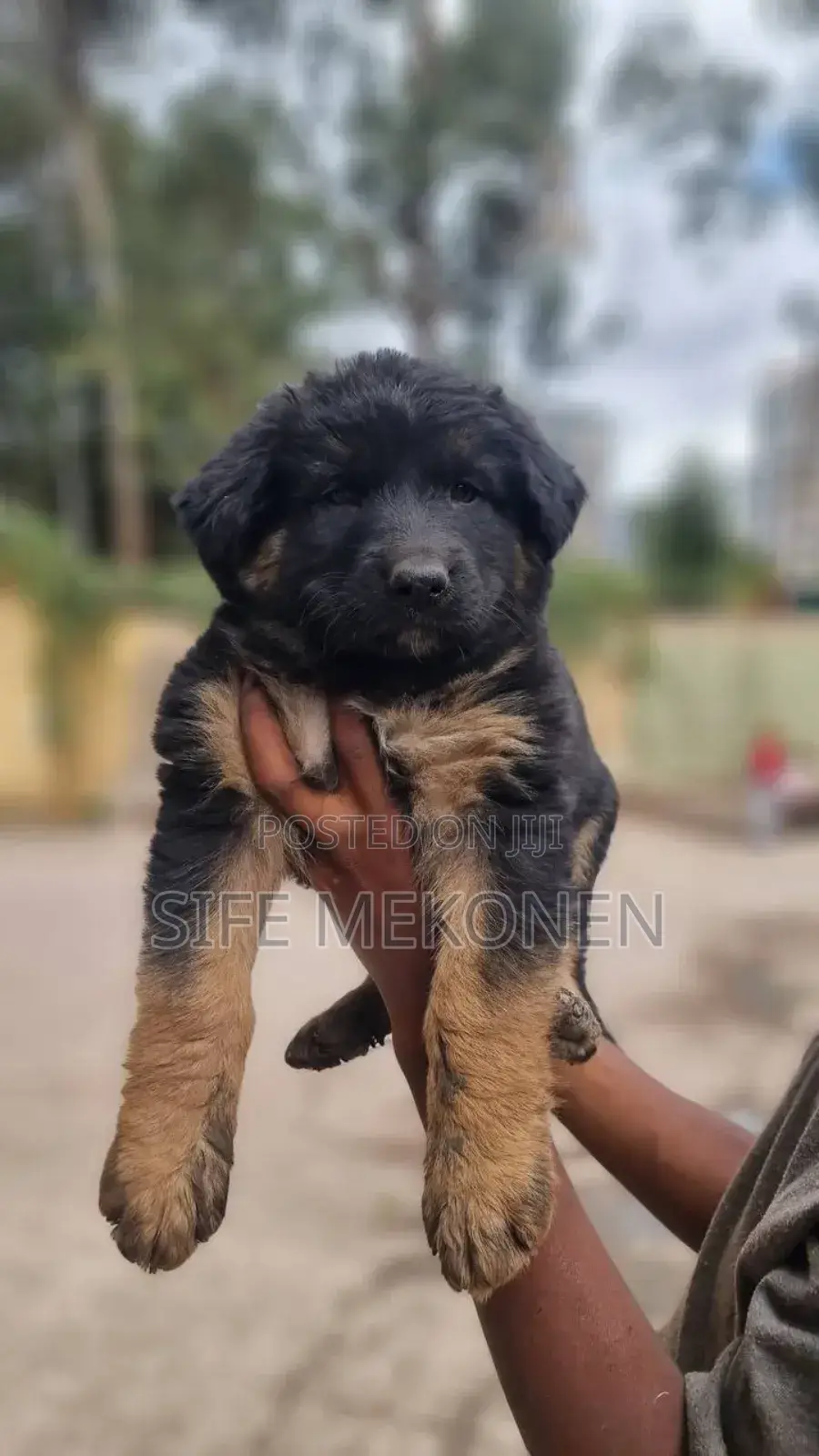 1-3 months Male Purebred German Shepherd