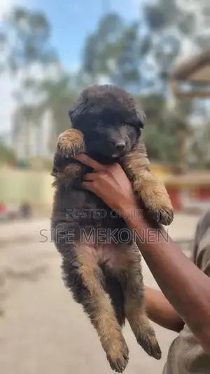 Photo - 1-3 months Male Purebred German Shepherd