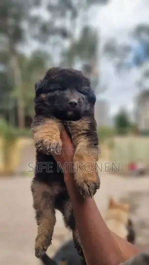 1-3 months Male Purebred German Shepherd