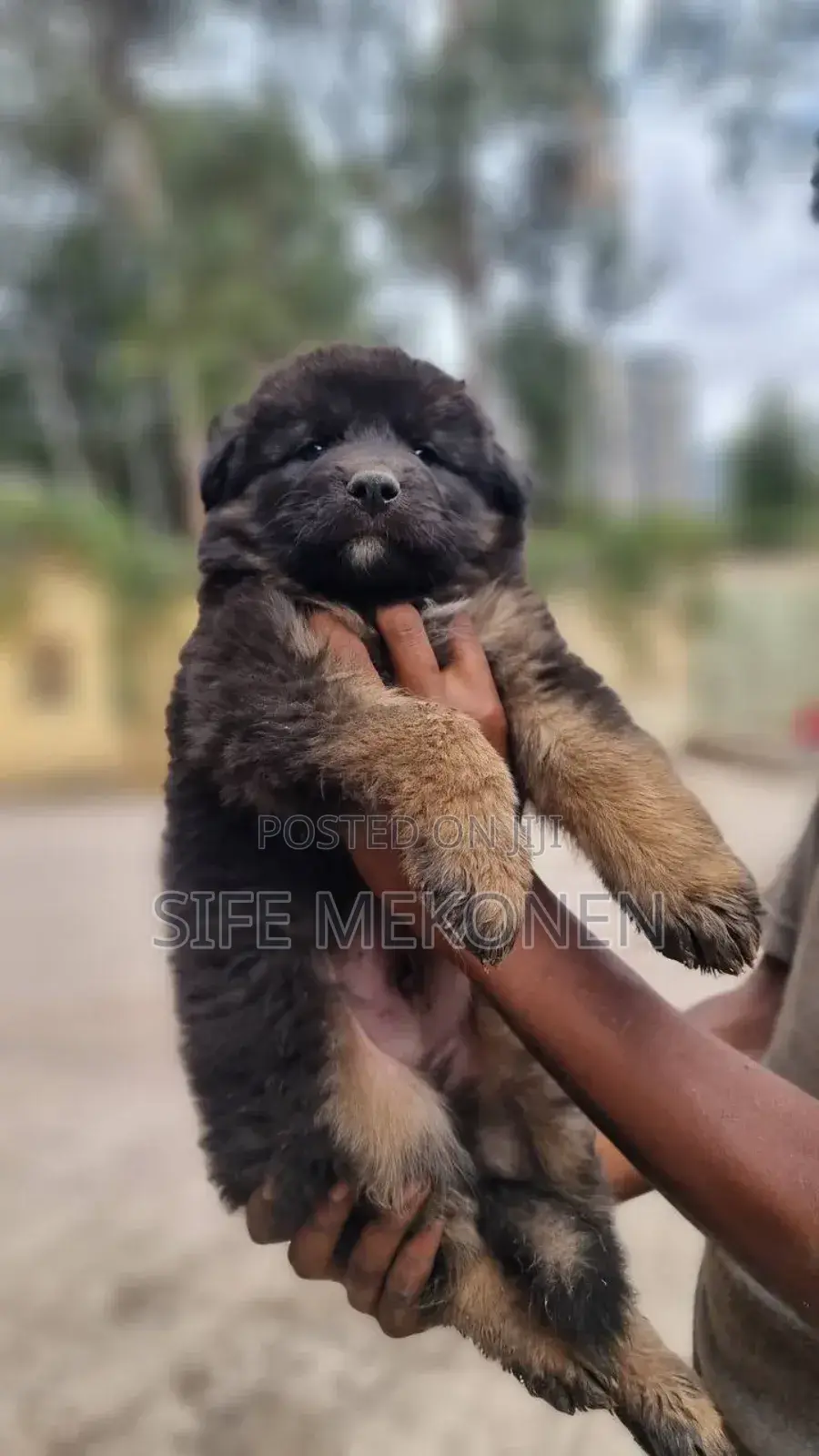 1-3 months Male Purebred German Shepherd