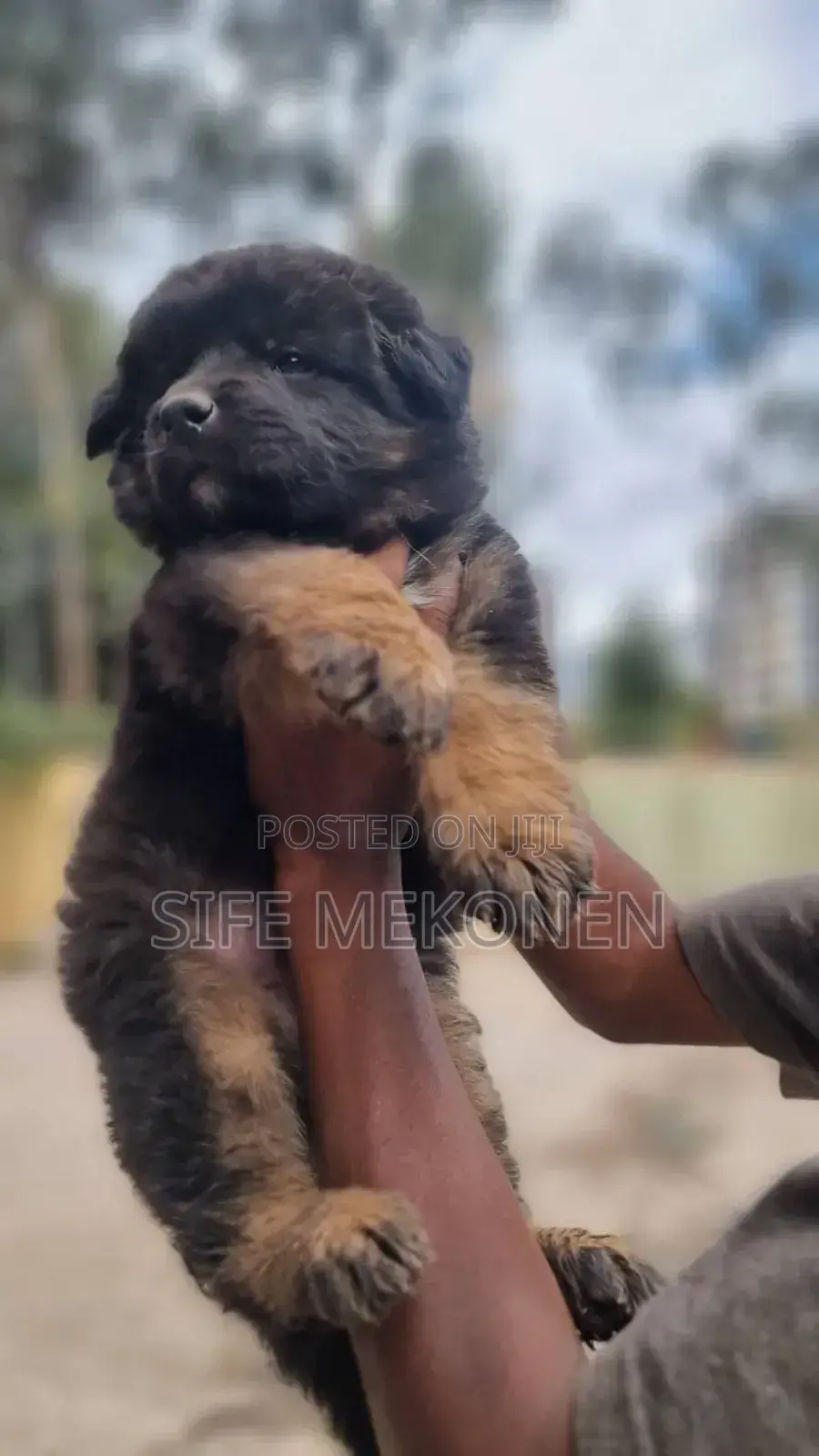 1-3 months Male Purebred German Shepherd