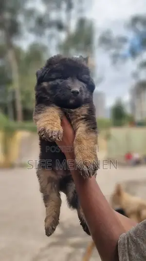1-3 months Male Purebred German Shepherd