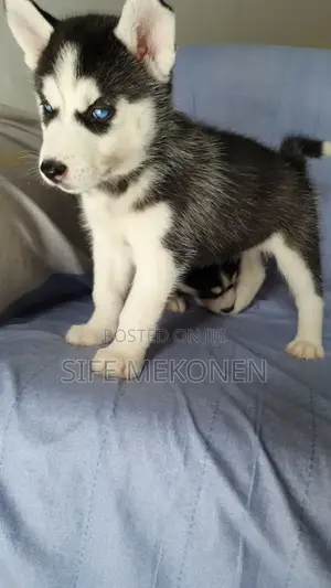 Photo - 1-3 months Male Purebred Siberian Husky