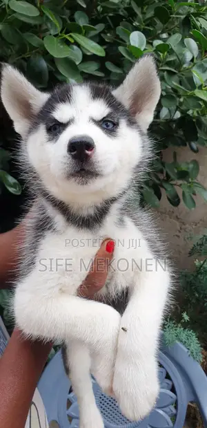 1-3 months Male Purebred Siberian Husky