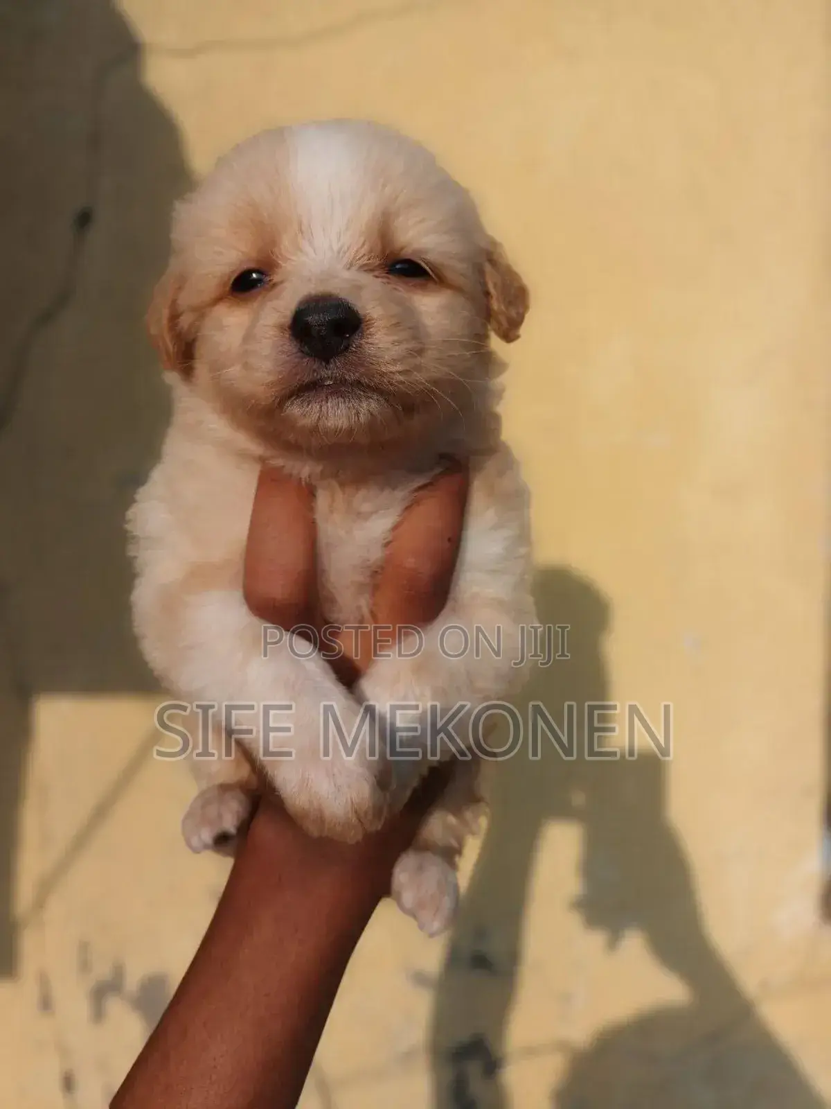 1-3 months Male Purebred Maltese