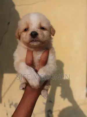 1-3 months Male Purebred Maltese