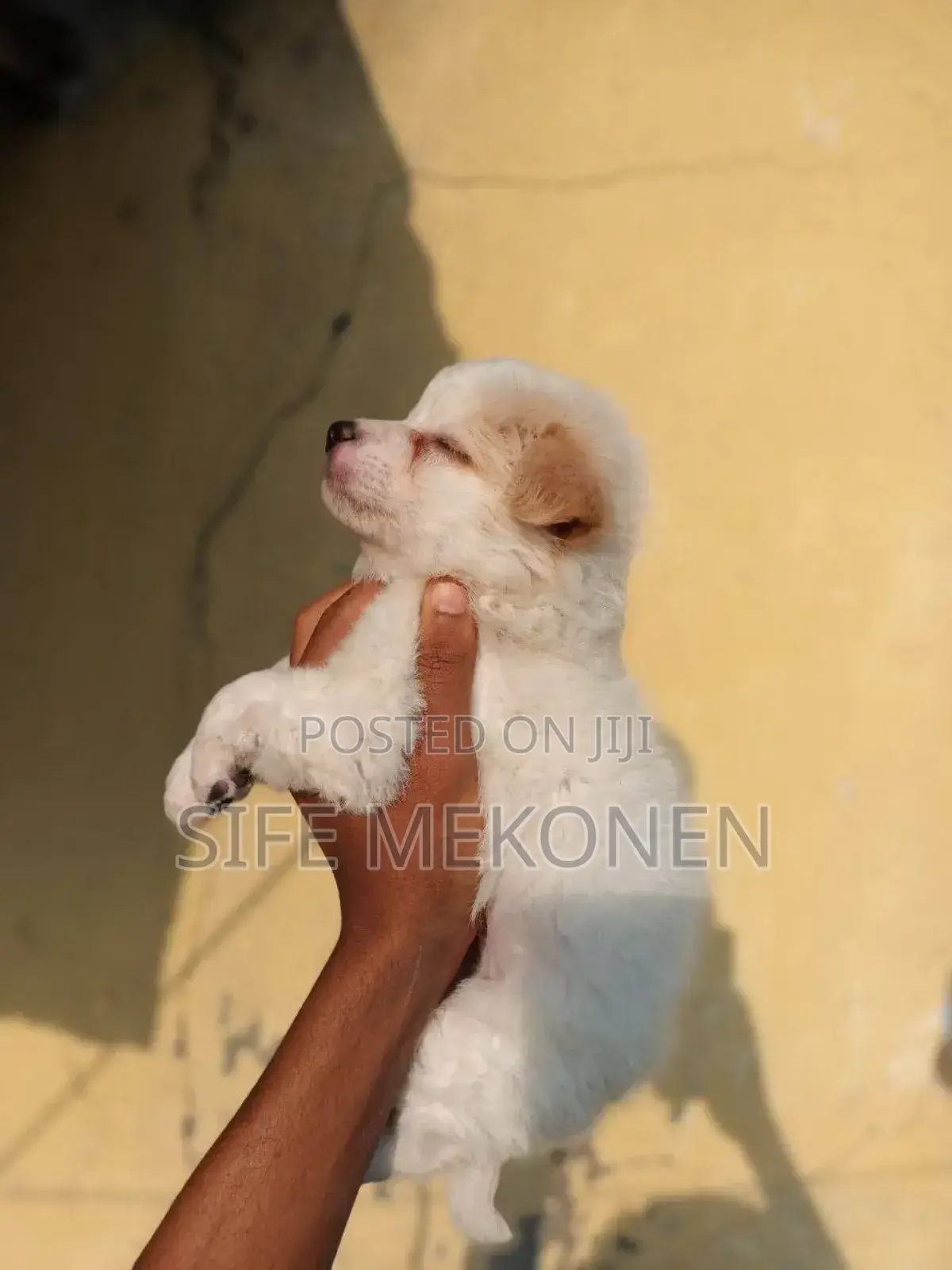 1-3 months Male Purebred Maltese