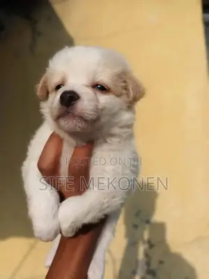 Photo - 1-3 months Male Purebred Maltese