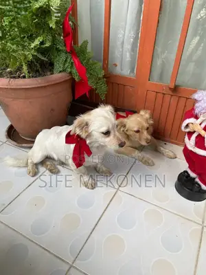 Photo - 1-3 months Male Purebred Maltese