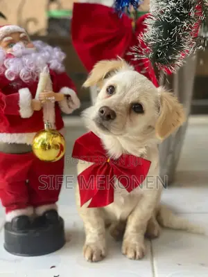 1-3 months Male Purebred Maltese