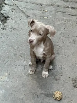 1-3 months Male Purebred American Pit Bull Terrier