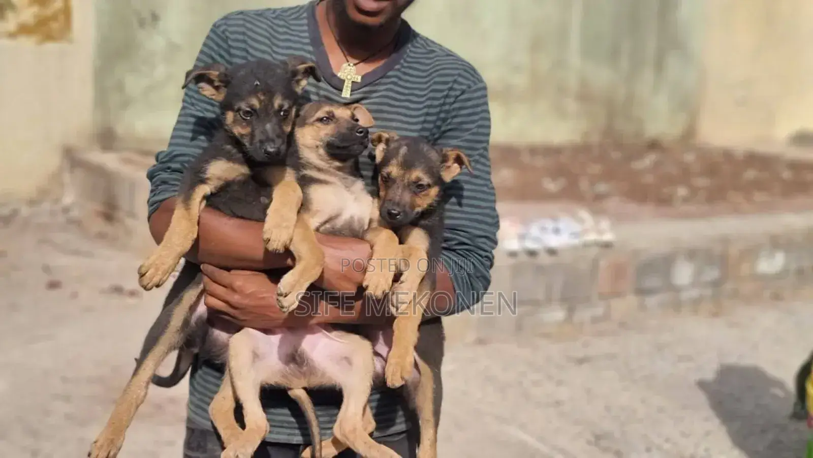 1-3 months Male Purebred German Shepherd