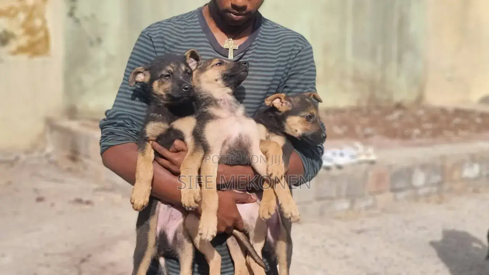 1-3 months Male Purebred German Shepherd