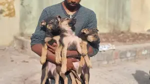 1-3 months Male Purebred German Shepherd